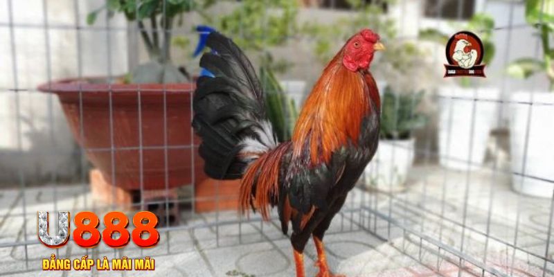 king888 casino máy tính